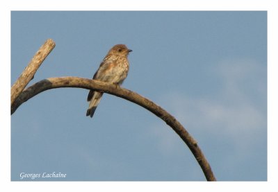 Merlebleu de l'Est - Eastern Bluebird - Sialia sialis (Laval Qubec)