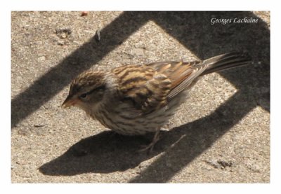 Bruant familier - Chipping Sparrow - Spizella passerina (Laval Qubec)