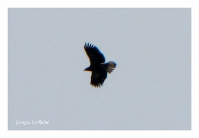 Pygargue  tte blanche - Bald Eagle - Haliaeetus leucocephalus (Laval Qubec)