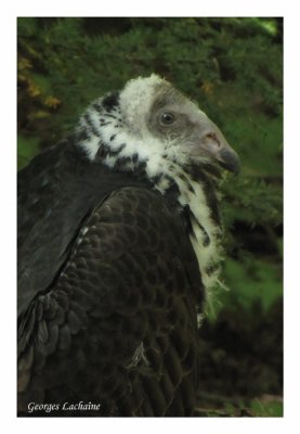 Urubu  tte rouge - Turkey Vulture - Cathartes aura (Laval Qubec)