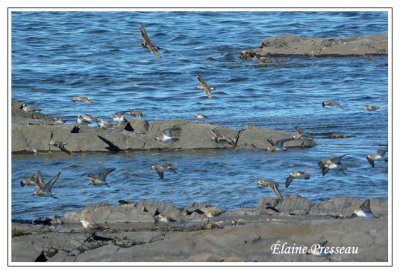 Limicoles en tat d'alerte