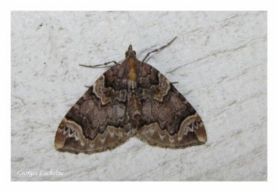 7208 - Eulithis serrataria - Serrated Eulithis Moth