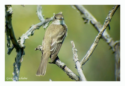 Moucherolle des saules - Willow Flycatcher - Empidonax traillii (Laval Qubec)