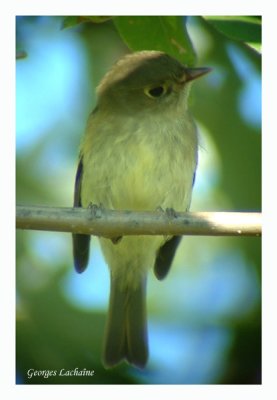 Moucherolle  ventre jaune - Yellow-bellied Flycatcher - Empidonax flaviventris (Laval Qubec)