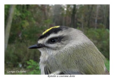 Roitelet  couronne dore - Golden-crowned Kinglet - Regulus satrapa (Laval Qubec)