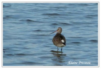 Zavez vu mon croupion ? Barge hudsonienne - Hudsonian Godwit - Limosa haemastica (Laval Qubec)