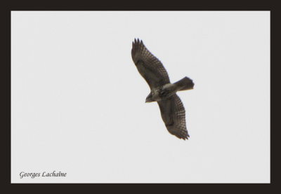 Buse  queue rousse - Red-tailed Hawk - Buteo jamaicensis (Laval Qubec)