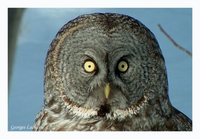 Chouette lapone - Great Gray Owl - Strix nebulosa (Laval Qubec)