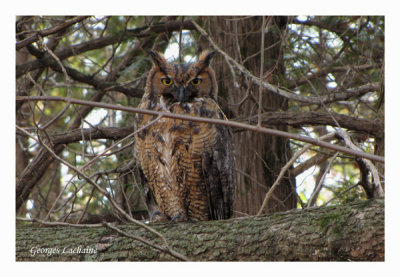 Grand-duc d'Amrique - Great Horned Owl - 	Bubo virginianus (Laval Qubec)