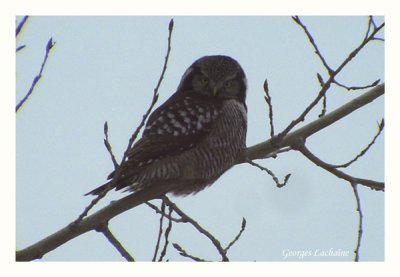 Chouette pervire - Northern Hawk Owl - Surnia ulula (Laval Qubec)