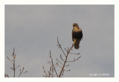 Buse pattue - Rough-legged Hawk - Buteo lagopus (Laval Qubec)
