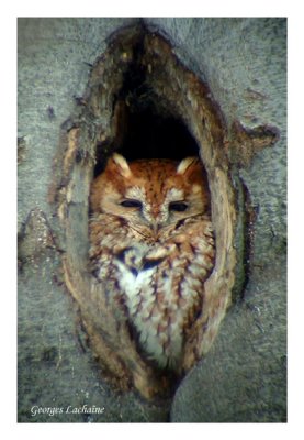 Petit-duc macul - Eastern Screech-Owl - Otus asio - Forme rousse (Laval Qubec) 