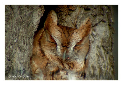 Petit-duc macul - Eastern Screech-Owl - Otus asio - Forme rousse 