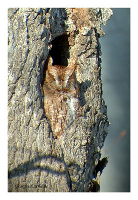 Petit-duc macul - Eastern Screech-Owl - Otus asio - Forme rousse 