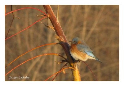 Merlebleu de l'Est - Eastern Bluebird - Sialia sialis (Laval Qubec)