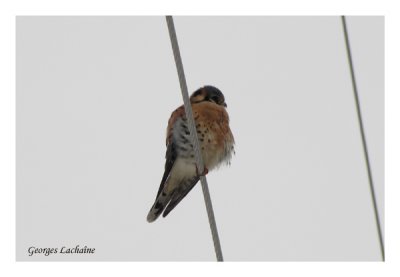 Crcerelle d'Amrique	 - American Kestrel - Falco sparverius (Laval Qubec)