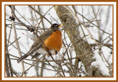 Merle d'Amrique - American Robin - Turdus migratorius (Laval Qubec)