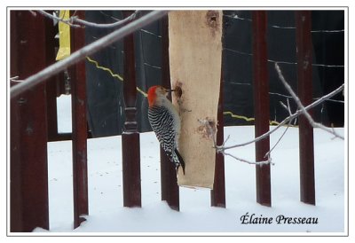 Pic  ventre roux - Red-bellied Woodpecker - Melanerpes carolinus