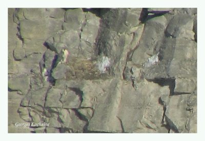 Faucon plerin prs de son nid un 8 fvrier (Laval Qubec)