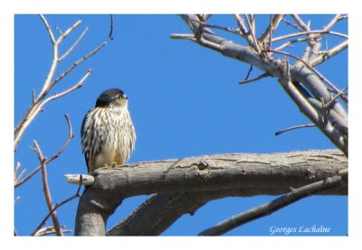 Faucon mrillon - Merlin - Falco columbarius (Laval Qubec)