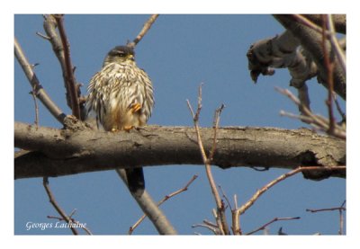 Faucon mrillon - Merlin - Falco columbarius (Laval Qubec)