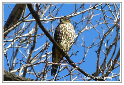 Faucon mrillon - Merlin - Falco columbarius (Laval Qubec)