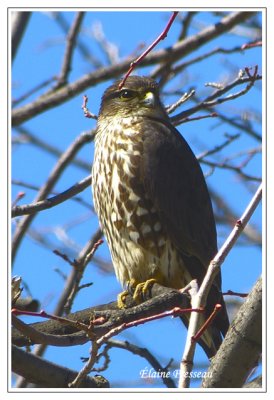 Faucon mrillon - Merlin - Falco columbarius (Laval Qubec)