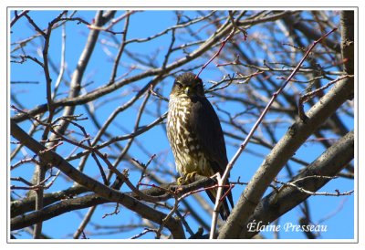 Faucon mrillon - Merlin - Falco columbarius (Laval Qubec)