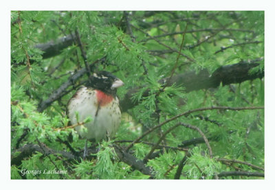 Cardinal  poitrine rose - Rose-breasted Grosbeak - Pheucticus ludovicianus (Laval Qubec)