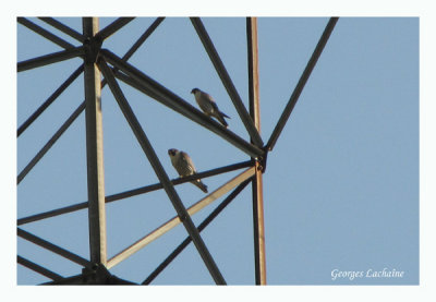 Faucon plerin -	Peregrine Falcon - Falco peregrinus (Laval Qubec)