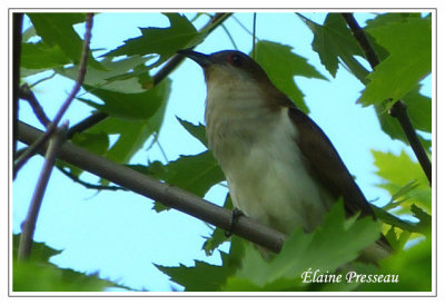 Coulicou  bec noir - Black-billed Cuckoo - Coccyzus erythropthalmus (Laval Qubec)