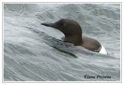 Guillemot  miroir