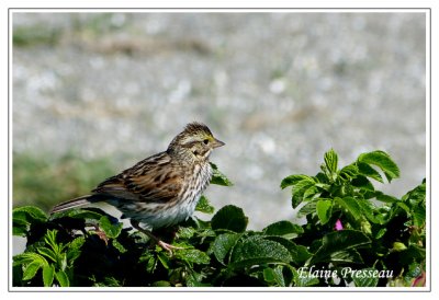 Bruant des prs -  Savannah Sparrow - Passerculus sandwichensis (Laval Qubec)
