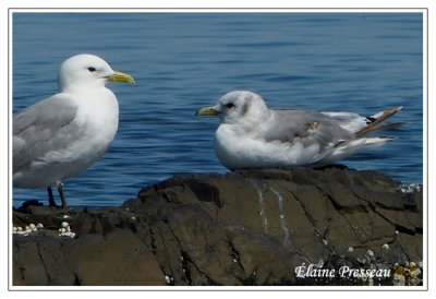 Mouettes tridactyles