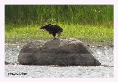 Pygargue  tte blanche - Bald Eagle - Haliaeetus leucocephalus (Laval Qubec)