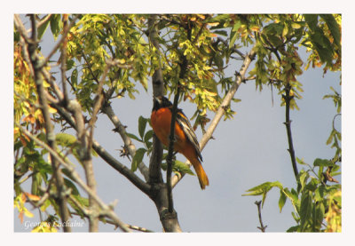 Oriole de Blatimore - Baltimore Oriole -Icterus galbula  (Laval Qubec)