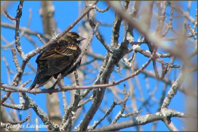 Agelaius phoeniceus - Carouge  paulettes