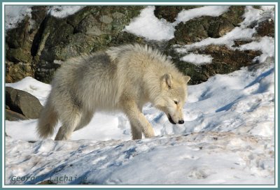 Loup arctique