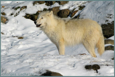 Loup arctique