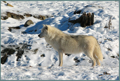 Loup arctique