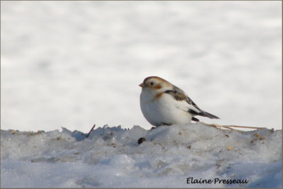 Bruant des neiges