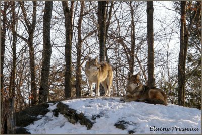 Coyotte