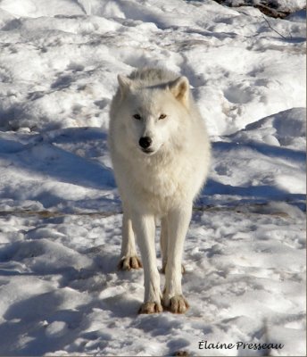 Loup arctique