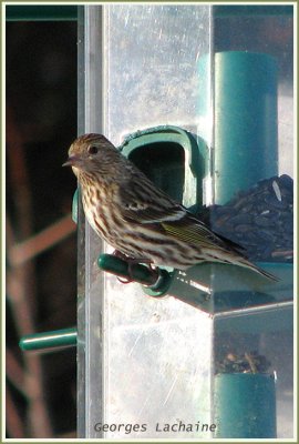 Tarin des pins - Pine Siskin	 - Carduelis pinus (Laval Qubec)