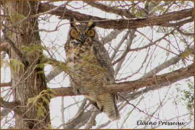 Grand-duc d'Amrique - Great Horned Owl - 	Bubo virginianus (Laval Qubec)