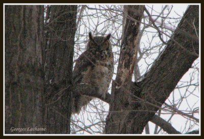 Grand-duc d'Amrique - Great Horned Owl - 	Bubo virginianus (Laval Qubec)