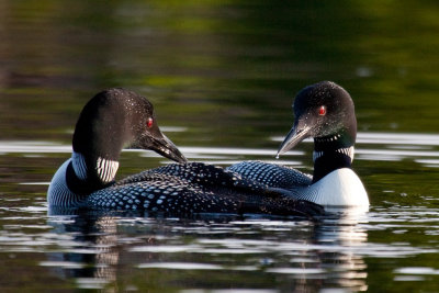 Loons - Mosquito Lake