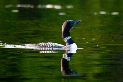 Loon - Mosquito Lake