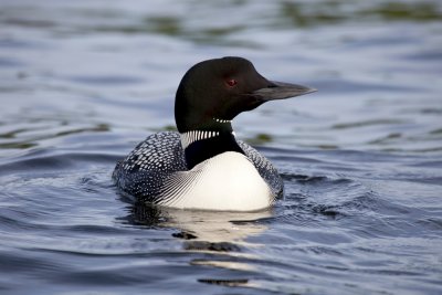 Loon - Benson Lake