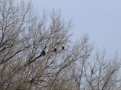Eagles & A Hawk